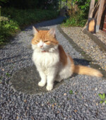 2017-06-26 Katze Svg+xml,%3Csvg%20xmlns%3D%22http%3A%2F%2Fwww.w3